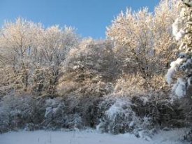 Looking North from Vetch Meadow