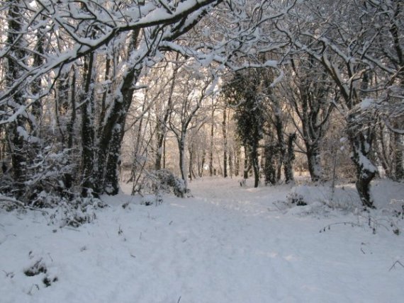 Howardian Local Nature Reserve Snow 2009