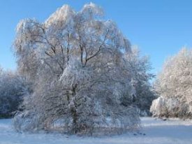 Silver Birch on Vetch Meadow