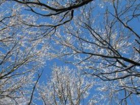 Looking up through trees