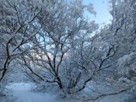 Tree at Parting of the Ways