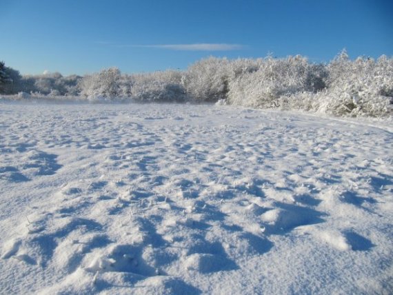 Howardian Local Nature Reserve Snow 2009