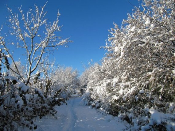 Howardian Local Nature Reserve Snow 2009