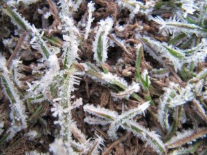 Ice crystals on grass