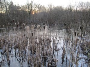 Iced Winter wetland at dawn