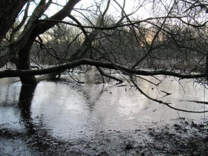 Iced Winter wetland at Dawn