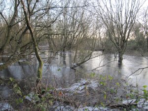 Ice on Winter Wetland