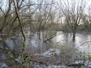 Ice on Winter Wetland