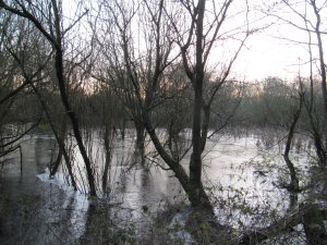 Ice on Winter Wetland at dawn