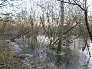 Ice on Winter Wetland