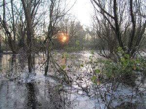 Iced Winter Wetland at Dawn