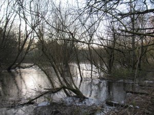 Ice on Winter Wetland at dawn