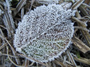 Ice crystals on leaf