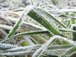 Ice crystals on blades of grass