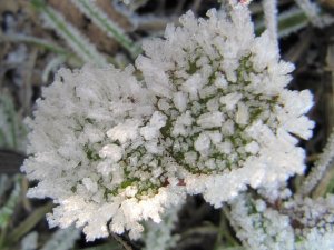 Ice crystals on plant