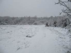 The Heath