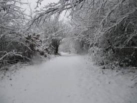 Path to Pond