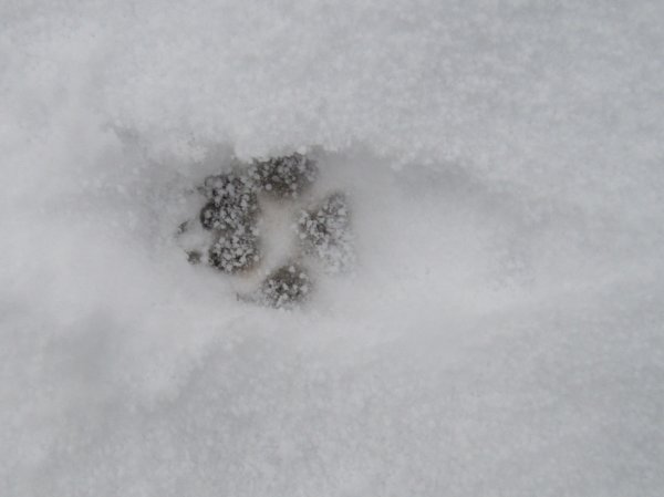 Howardian Local Nature Reserve Snow Jan 2013