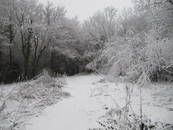 Howardian Local Nature Reserve Snow Jan 2013