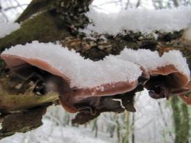 Jelly ear Fungus