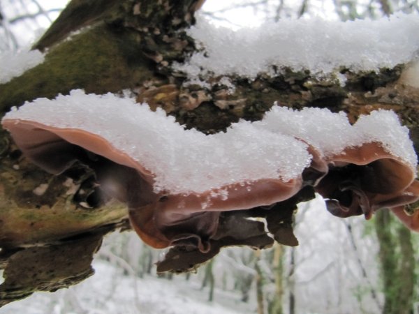 Howardian Local Nature Reserve Snow Jan 2013