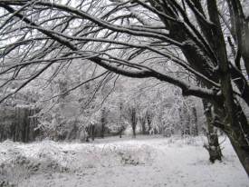 Woodland clearing