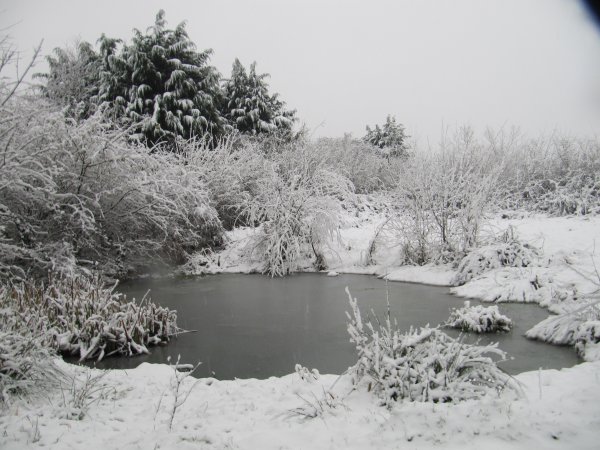 Howardian Local Nature Reserve Snow Jan 2013