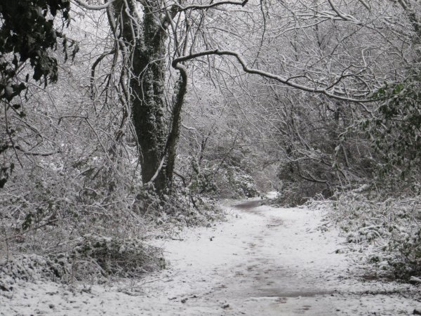 Howardian Local Nature Reserve Snow Jan 2013