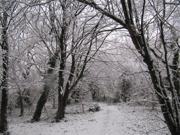 Howardian Local Nature Reserve Snow Jan 2013