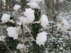 Hogweed seedhead