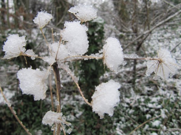 Howardian Local Nature Reserve Snow Jan 2013