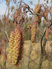 Alder catkin