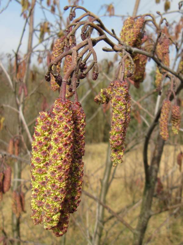 Howardian Local Nature Reserve Alder fruit