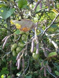 Alder fruit