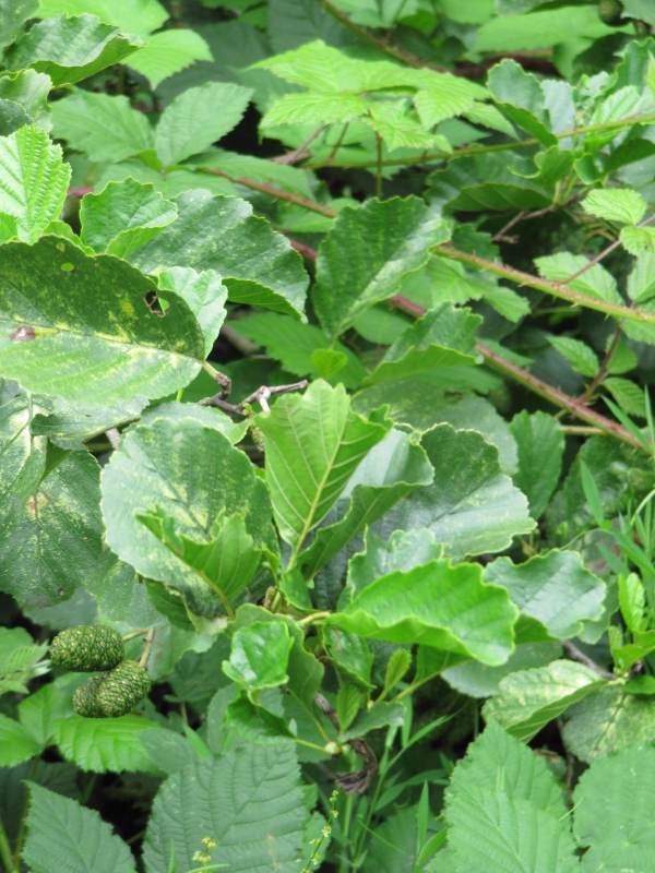 Howardian Local Nature Reserve Alder