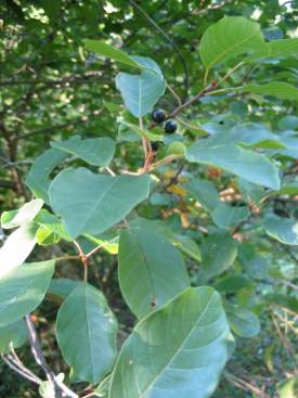 Alder Buckthorn,
  Black Alder Fruit