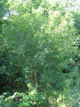 Alder Buckthorn,
  Black Alder