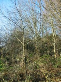 Alder Buckthorn,
  Black Alder winter