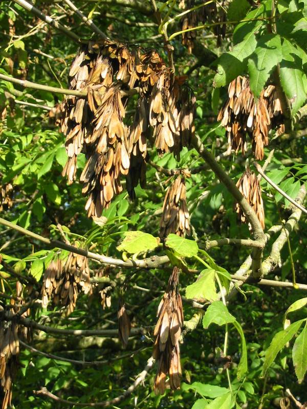 Howardian Local Nature Reserve Common Ash fruit