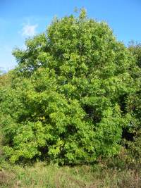 Common Ash