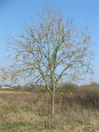 Common Ash
  Winter