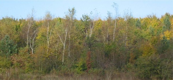 Howardian Local Nature Reserve Autumn Colour