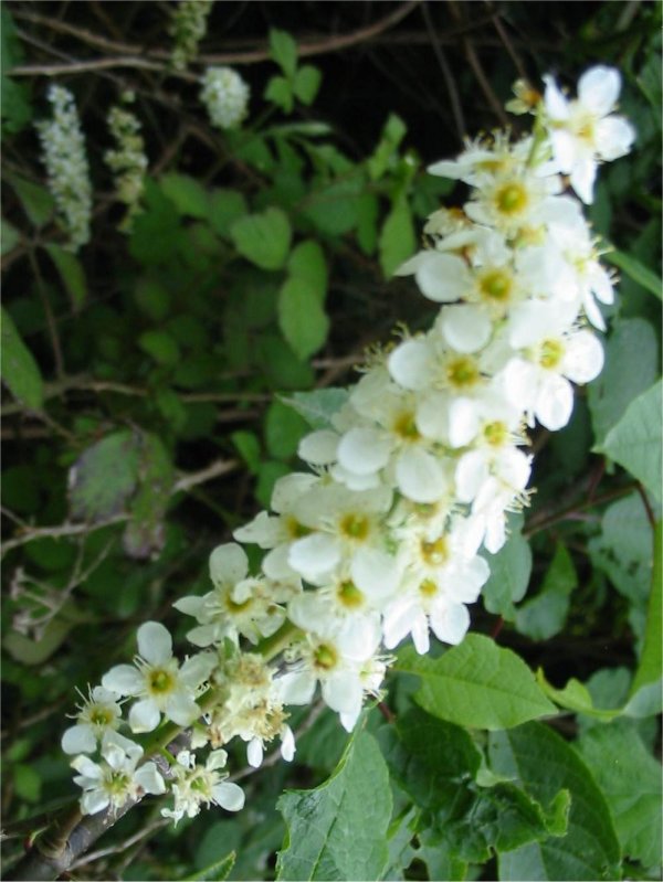 Howardian Local Nature Reserve Bird Cherry flower