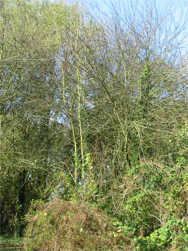 Howardian Local Nature Reserve Bird Cherry winter