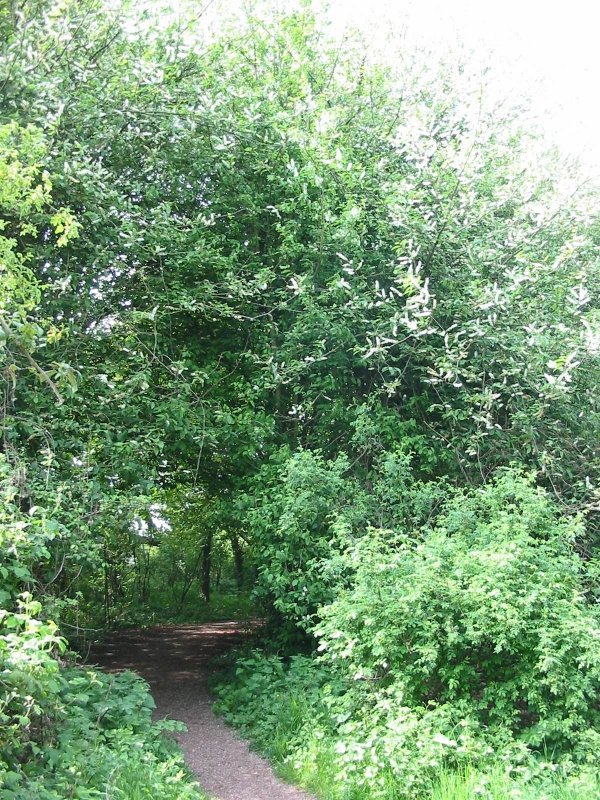 Howardian Local Nature Reserve Bird Cherry