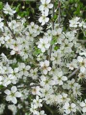 Blackthorn, Sloe
  Flower