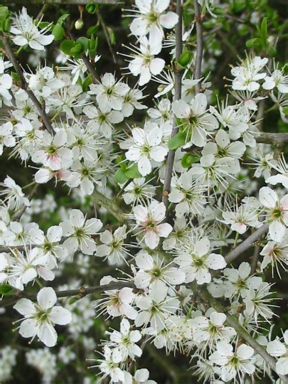 Howardian Local Nature Reserve Blackthorn, Sloe flower