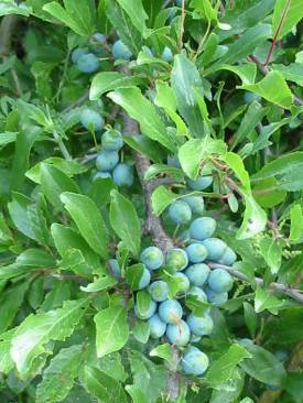 Blackthorn fruit (Sloe)