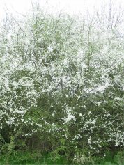 Blackthorn, Sloe