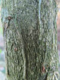 Box bark